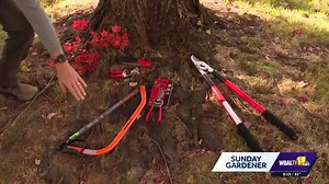 Sunday Gardener: Tree pruning advice from local experts