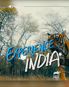 Captivate your senses with spectacular stories and the wildest wonders in Asia. Experience the best of India on India Uncovered, premieres 8 Aug, Mon 7pm (SEA) | 6pm (BKK/JKT) | Animal Planet Southeast Asia | Facebook