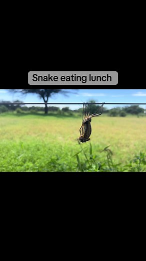 Understanding Katydids’ Incomplete Metamorphosis