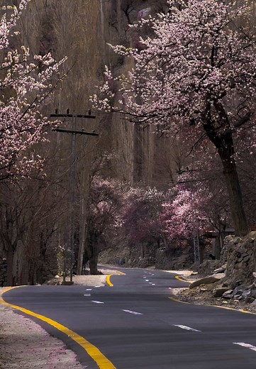 Kharmang Valley Spring Blossoms | Baltistan's Magical Bloom