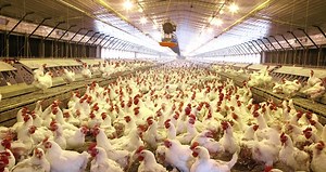 The Nutritional Requirements of Broiler Breeders (Parent Stock) - Livestocking