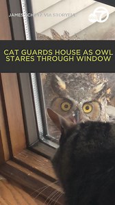 Hooo goes there? A man in North Dakota said he was astonished to find an owl right outside his house after the family cat raised the alarm with a series of growls. 🦉👀🐈 | ABC7