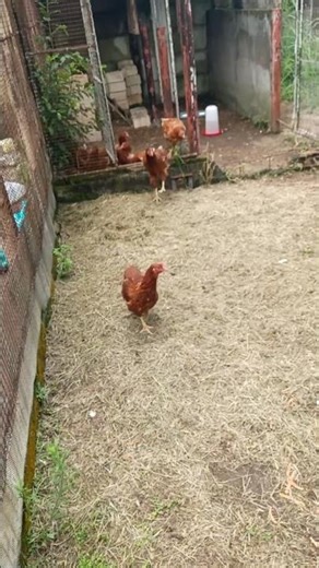 You Won’t Believe How My Chickens React When They See Me!