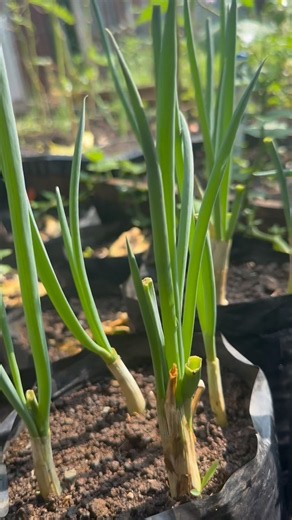 🌱Plant the roots in rich soil, keep moist & give sunlight. 🧅 9 days later, fresh spring onions! 🌿