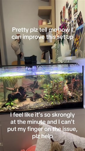 Hardscape and Plant Ideas for a Beautiful Tank