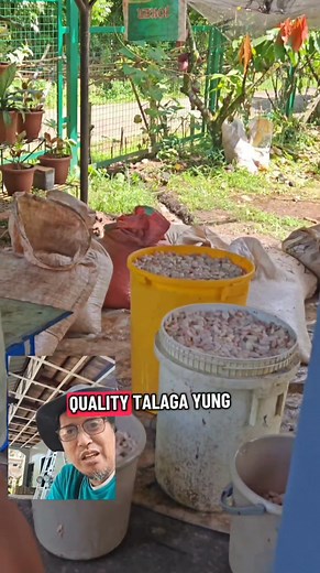 Consolidation of cacao beans #fyp #farming #cacoa #followers #chocolate #TopFans#post #fyp#cacoa#farming #retirement#cacoa #TopFans #fyp | CACAO tutorial ni JM