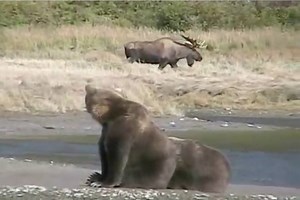 139K views · 635 reactions | That moose does not care one bit about those brown bears! #SharingAlaska Perfect timing on the Katmai Coast. Video credit to Brad Josephs -well done! | Sharing Alaska | Facebook