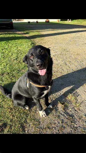 🎥 This is Milo’s story… and it breaks your heart 💔 Milo is 1 year old, loving, playful, and sweet. He waited 14 days for his owners to come back… They never did. They went to the US and left him behind. He didn’t know he was abandoned forever. He just roamed, confused, lonely, hoping someone would return. Milo deserves a home where he’s wanted. Where his love is returned. Where he’s never left behind again. 📩 Foster or adopt Milo — give him the family he’s been waiting for 💖 Donate to help M