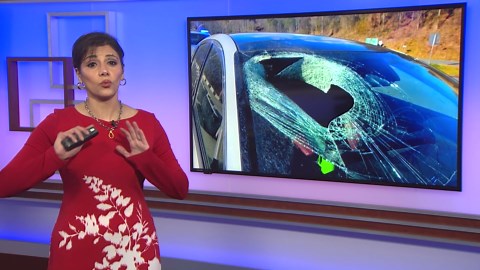 Eagle drops cat through windshield of car driving on North Carolina highway, driver says