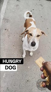 Feed and rescue street dogs today 🐕🍞 Stray dogs #dogfeeding #dog #rescue