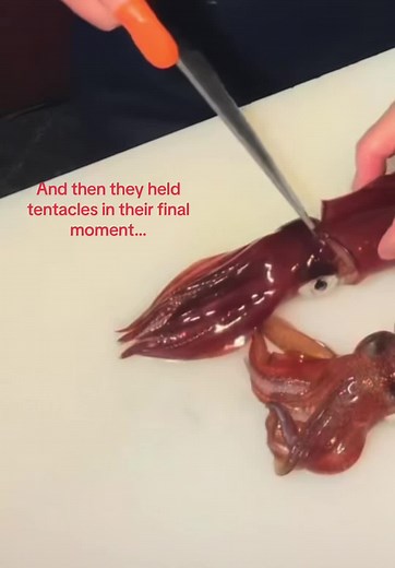 Heartbreaking Tentacle Encounter