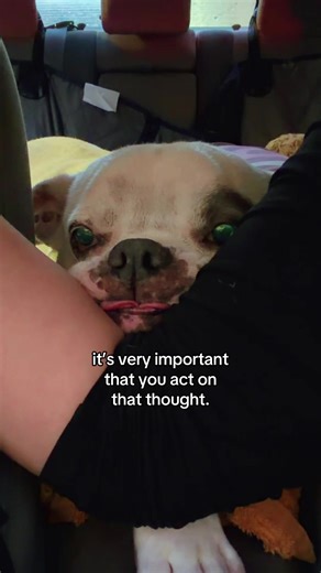 #cutedogsoftiktok | Dogs of TikTok