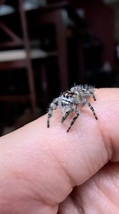 2.5K views · 96 reactions | Jumpy babies  Phidippus Otiosus #arachnids #animals #animalplanet #cuteanimals #discover #exoticpets #explore #fyp #insects #jumpingspiders #jumpingspider #life #nature #pets #phidippusregius #reels #regaljumpingspider #reptiles #salticidae #spiders #wildlife #macro #animal #phidippusotiosus #googlepixel | Danie's Arachnids | Facebook