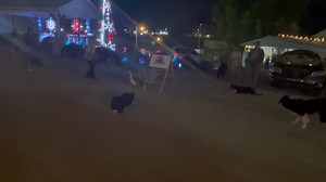 3.9K views · 43 reactions | Distraction Test.. ✅ | The Quack Pack USA | Facebook