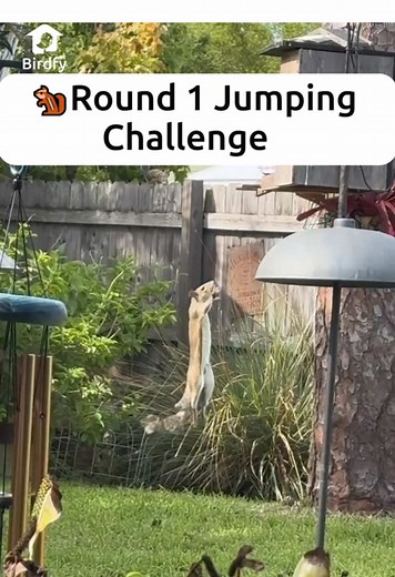 Exciting Round 1 Jumping Challenge with Birds