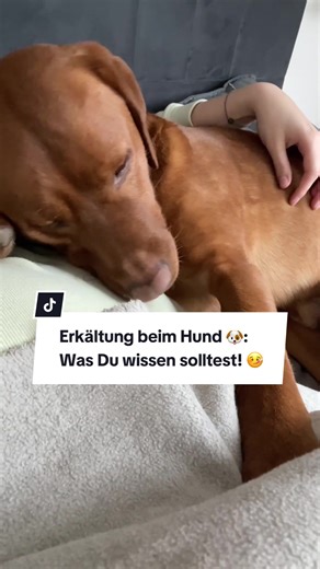 Wusstest Du, dass auch Hunde sich erkälten können? Neben den im Video genannten wichtigen Punkten kann auch das Inhalieren Deinem Hund helfen, schneller wieder gesund zu werden. ❤️ (Wenn Dein Hund Fieber bekommt oder die Symptome sich verschlimmern, sollte er tierärztlich untersucht werden!) 🙏 Inhalieren mit deinem Hund – so geht’s! 🐕 Das brauchst du: 👉 Hundebox / Transportbox 👉 Lieblingsdecke deines Vierbeiners 👉 Tuch, Decke zum Abdecken 👉 kochendes Wasser 👉 Schale 👉 Tee, Kochsalz Hunde