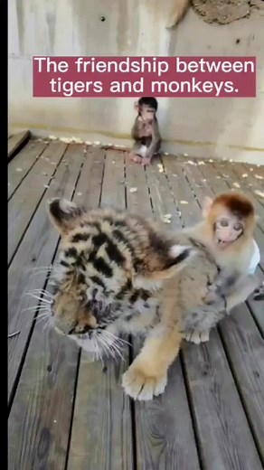 Tiger and monkey are brother. #pet #fyp #foruourpage #baby #monkey #monkeybaby
