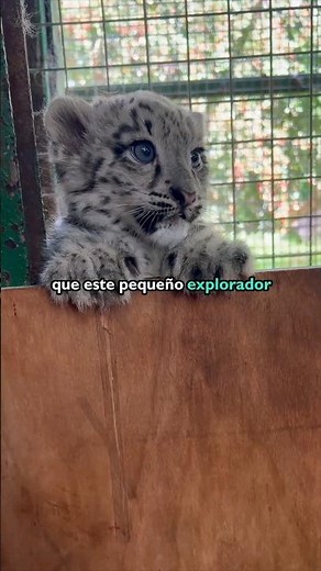 "Baby Leopard with Blue Eyes: Cuteness in 17 Seconds" #leopard #animals