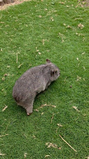 Howie and Whitney ❤️ Wombat Wisdom Wildlife Care | Wombat Wisdom Wildlife Care