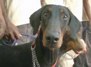 165K views · 1K reactions | 6 sniffer dogs pass out after completing their detective training at a centre in Coimbatore | The Times of India | Facebook