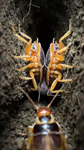 Inside an Earwig Colony: The Hidden Underground World 🐜 | Ultra-Realistic Nature Documentary