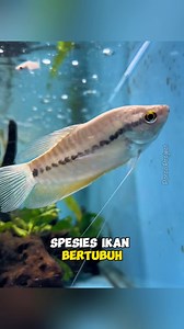 321K views · 5.2K reactions | Ikan sepat - Ikan betubuh pipih yang hidup di air tawar‼️ | #ikansepat #sepatsiam #ikansepatsiam #Trichopodus #gourami #gouramifish #wildlife #wildlifephotography #faktamenarik #faktaunikhewan #reelsvideo | Porco Project | Facebook