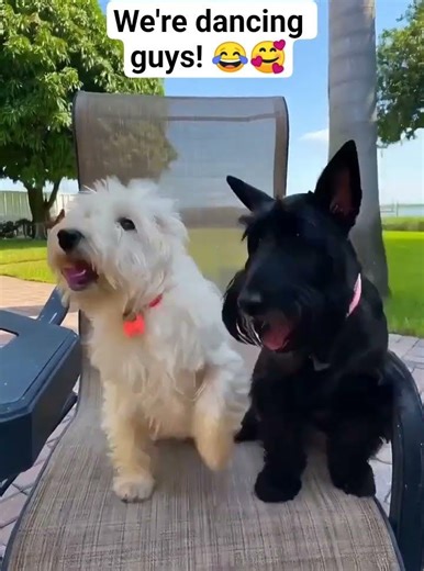 Scottish Terriers: We're Dancing Guys! 😂🥰❤️ #scottishterriers #scottiedogs #dancing