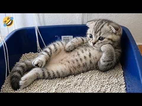 Viral Funny Pets 2026 😂🐶🐱 Cutest Cats And Dogs Online