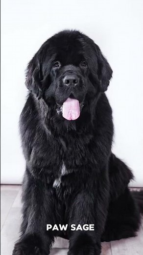 Newfoundland Dog Facts | The Gentle Giant. #dogfacts