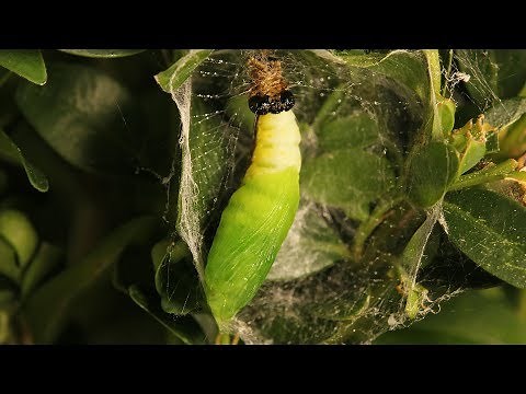 Box Tree Moth Life Cycle - Pupation / Nymphosis (Documentary)