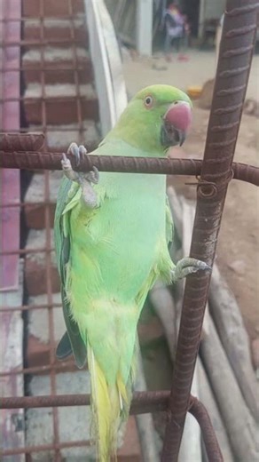 parrot sund 💗🦜 #talkingparot #birds #azharparrot #funnybirds #funny #funnyanimals #greenparrot