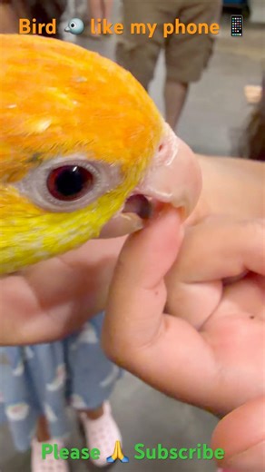 Bird 🐦 bit me #shortvideo #youtubeshorts #shorts