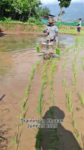 Manual rice transplanter.