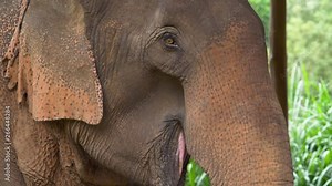 Rescued asian elephant eating food at a wildlife sanctuary (slow motion)