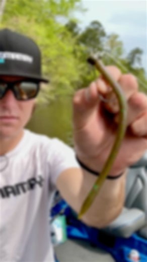 5.5K views · 558 reactions | There is no better confidence bait than a Shakey Head and there’s no better Shakey Head than the @yamamoto_fishing SENSEI WORM paired with a @buckeyelures SPOT REMOVER PRO! 欄 #confidence #shakeyhead #senseiworm #spotremover #yamamotobaits #buckeyelures | Yamamoto Baits | Facebook