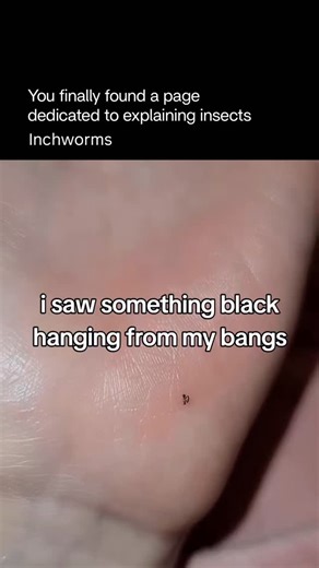 Explaining Insects 🦋 on Instagram: "Inchworms are the larvae of geometer moths, famous for the way they move by arching their bodies into a loop, then stretching forward—giving the impression they are “measuring” the ground inch by inch. They have fewer middle legs than most caterpillars, which forces this distinctive looping motion. Inchworms are usually green or brown, helping them blend perfectly with leaves and twigs to avoid predators. They feed mainly on leaves, and while most species cau