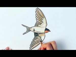 How to draw a swallow bird