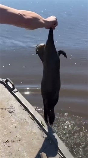 Shooting Giant Swamp Rats!! #invasivespecies