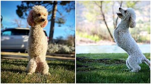 Dog With Amputated Front Legs Enjoys a Great Life Sitting Upright Like a Human and Hopping Like a Bunny