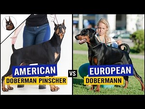 American Doberman Pinscher VS European Doberman [2018]