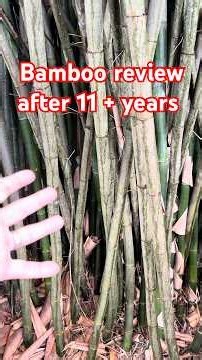 Bamboo review after I had it for 11 + years ￼#shorts