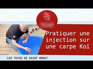 Tutorial for ponds and koi: How to perform an injection on a koi carp