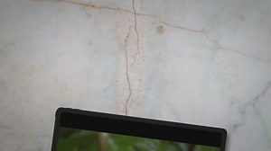 The Best Parrots for Beginners to Keep as Pets