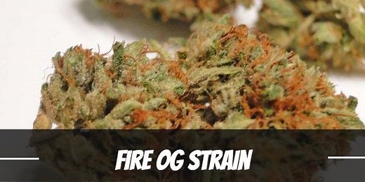 Fire OG Marijuana Strain Information and Review