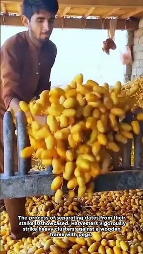 How Fresh Dates Are Separated by Hand