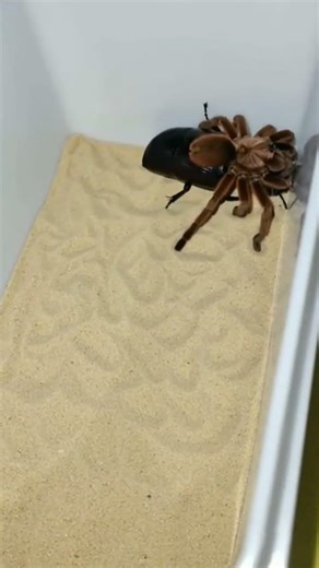 SPIDER vs LARGE BEETLE 🔥 Armor vs Agility🕷