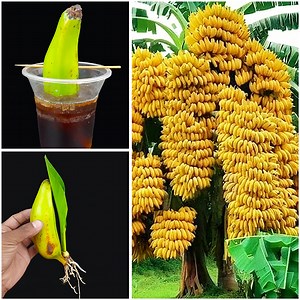 35K views · 290 reactions | How to grow banana plant at home from fruit || Water propagation for planting | Rana Craft | Facebook