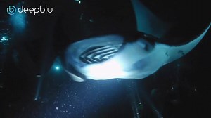 We've created Deepblu for divers with stories to tell. Join now and explore the underwater world in all its glory. www.deepblu.com | Deepblu