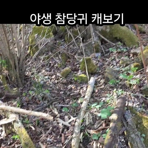 보이는것이 모두 야생 참당귀 찾는 비법 참당귀 캐보기 참당귀 효능