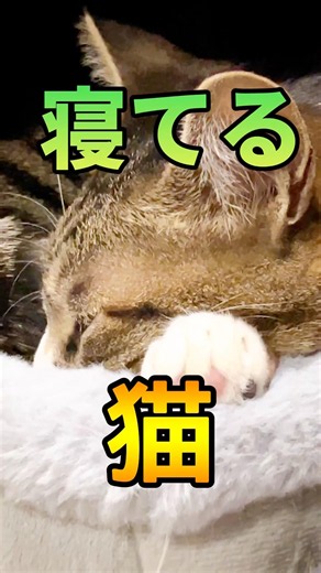 猫の寝る時間。#shorts#猫のいる暮らし #猫動画